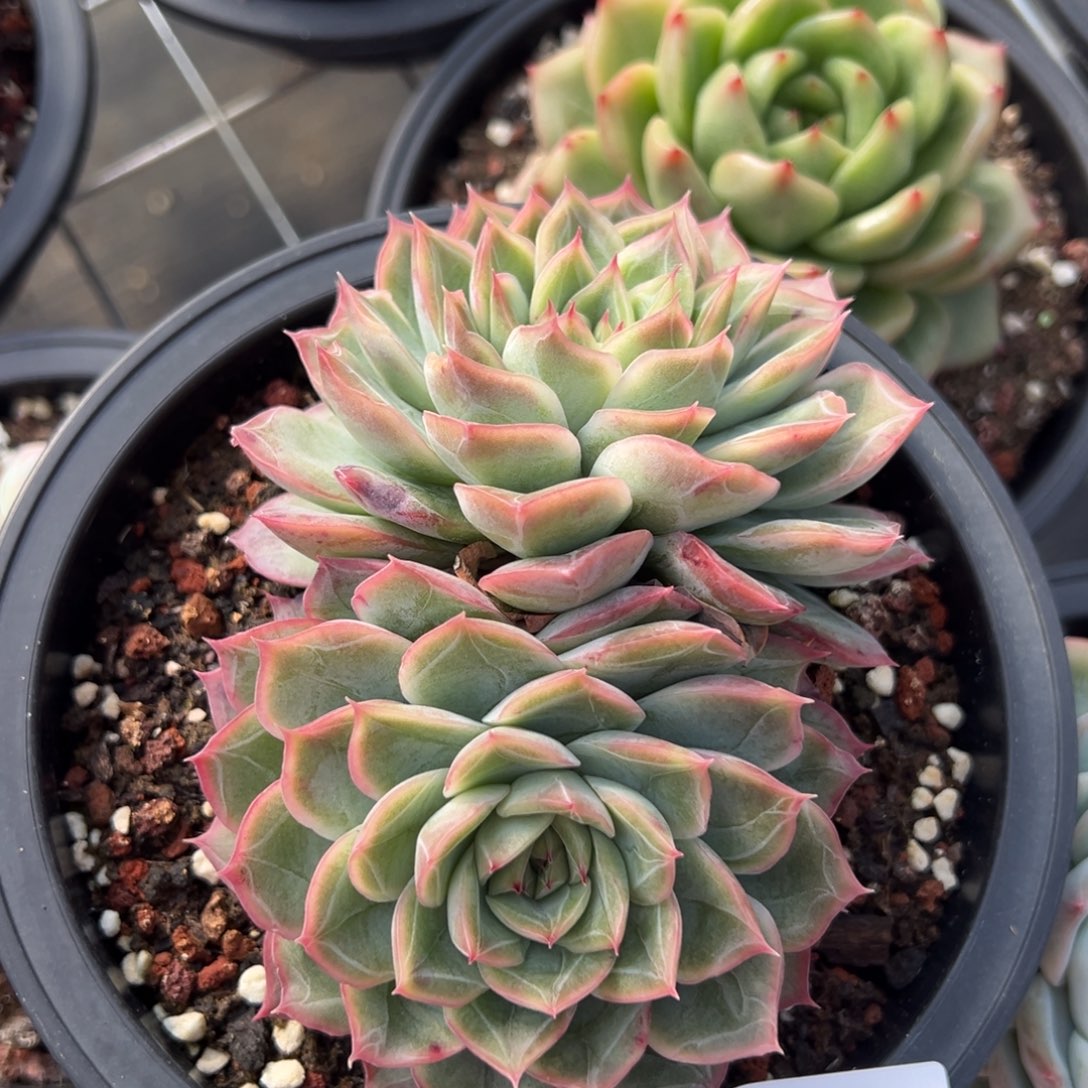 清***@3504不包整肉肉肉肉肉肉