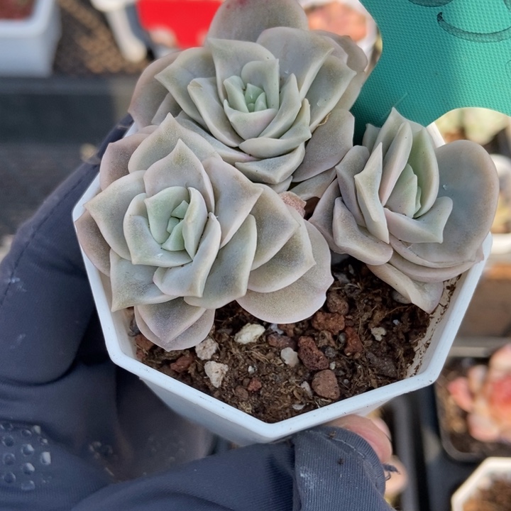 1838可爱玫瑰多肉植物