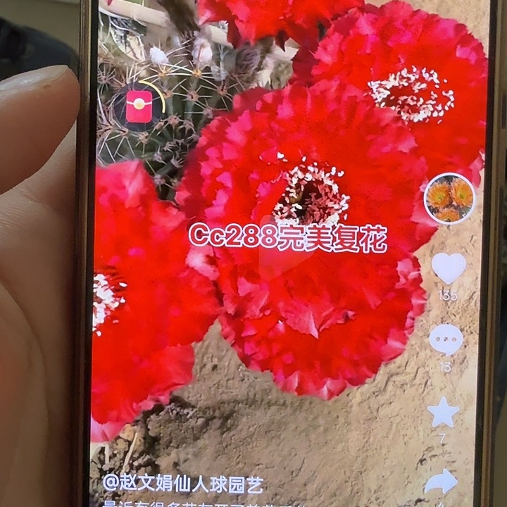 清库存彩草歪cc288清
