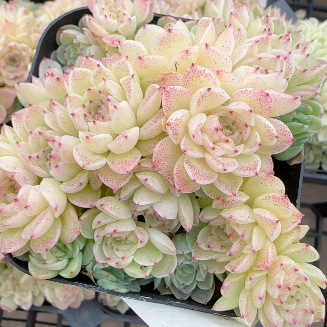 花语逸境0216-559散