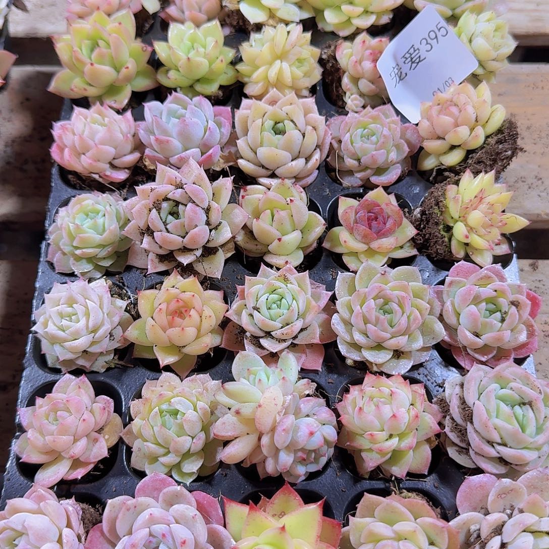 直播福利一物一拍395