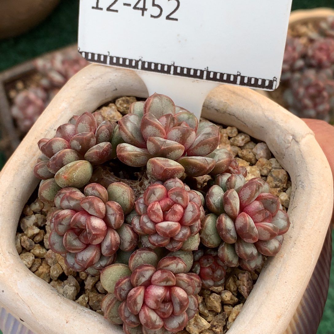 葡萄老桩自然群58包邮