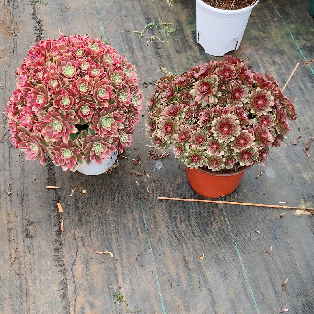 【闪购商品】方****红拉丝，多肉