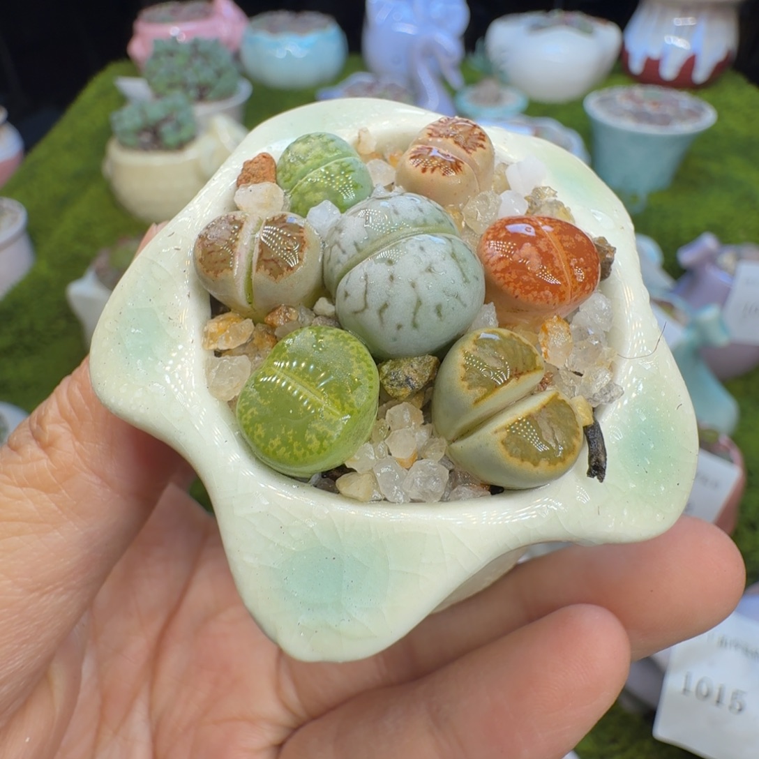 多肉植物福利冲1080