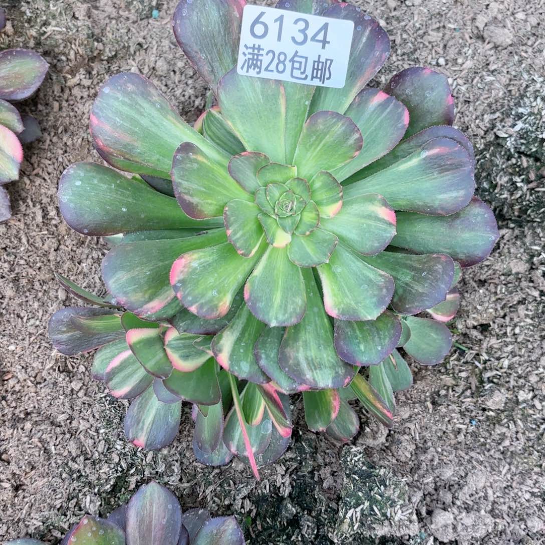 A. 6134七彩拉丝多肉