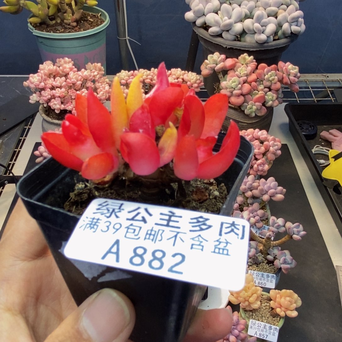 882火祭多肉肉5c m