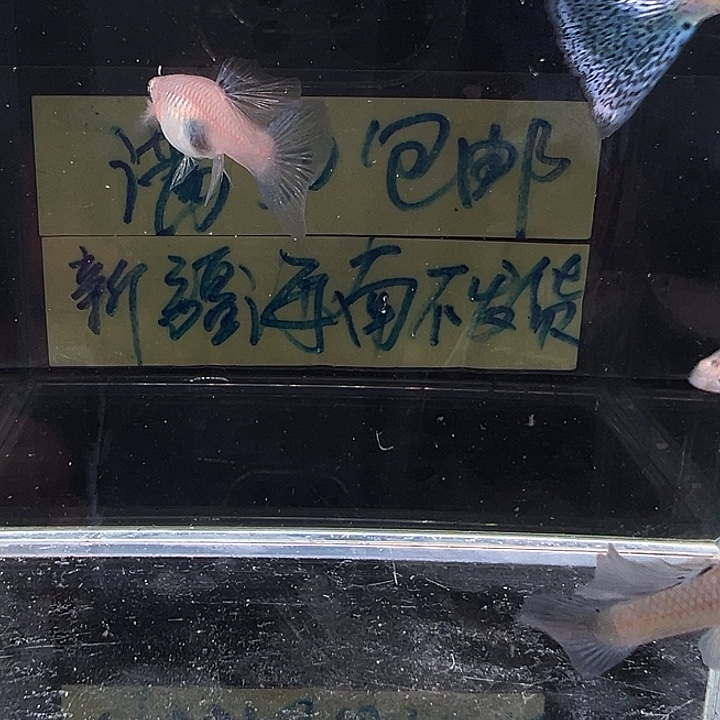 孔雀鱼兰草尾花瓣