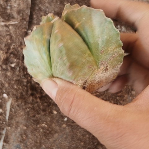 542处理仙人球的方法