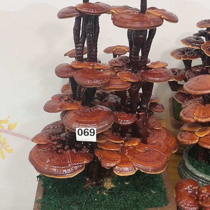 全部花朵8888888880888088