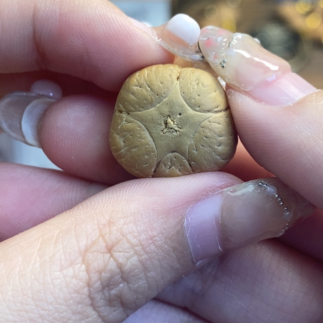 凤眼菩提吊坠五星