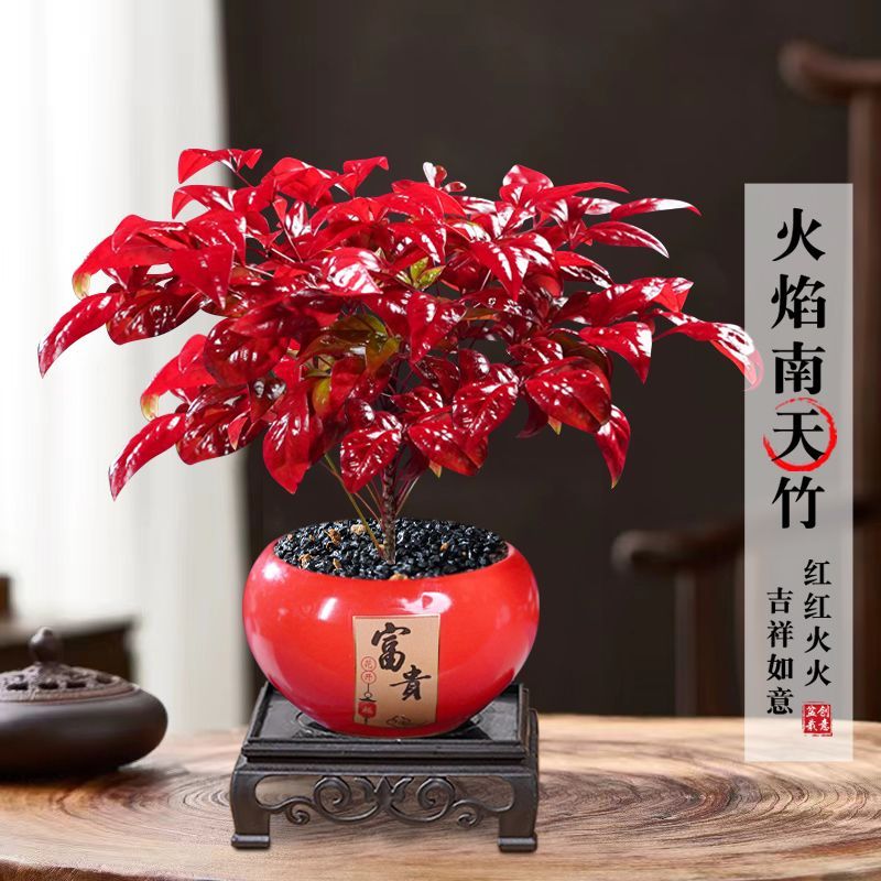 越冷越红火焰南天竹盆栽办公室内客厅观叶桌面阳台耐寒好养绿植物