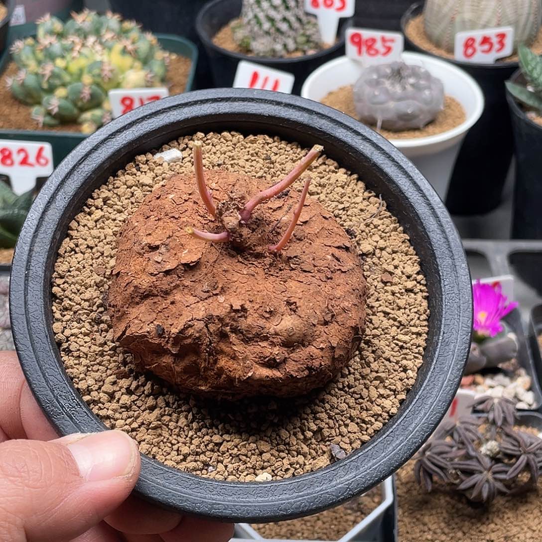 实生老桩山乌龟 带盆土包邮