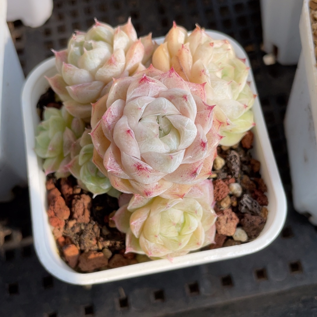 K宝女王77号多肉福利2568