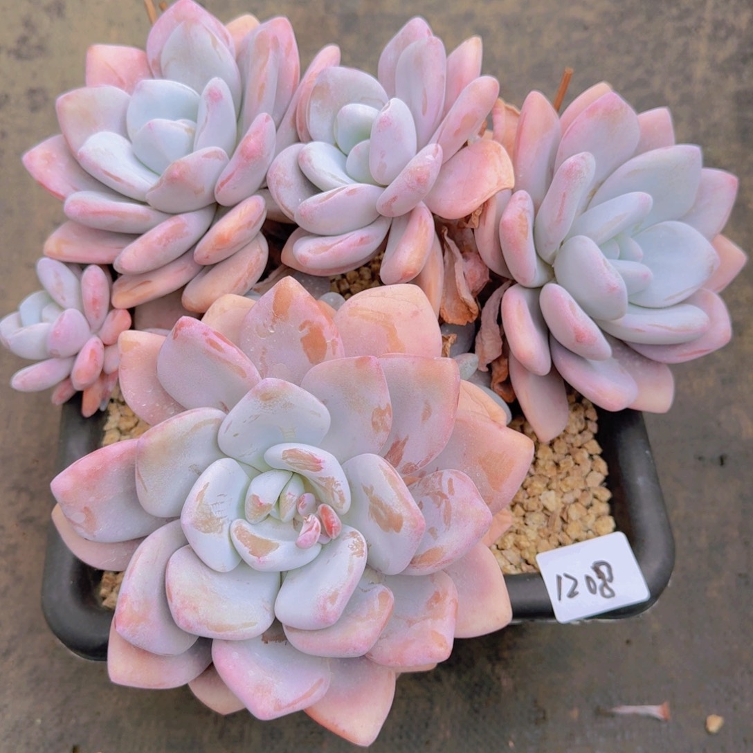 故****1208啦啦奶多肉植物