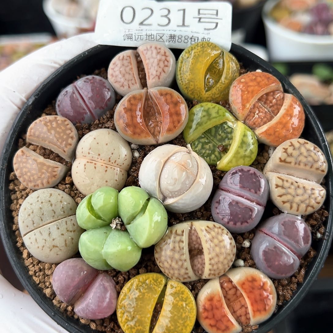 好养易活生石花大母本0231