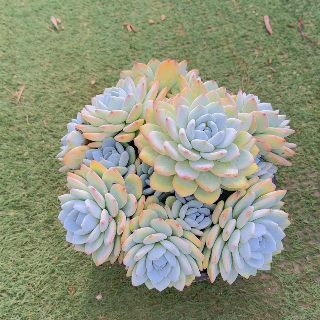 5冷香多肉植物的植物