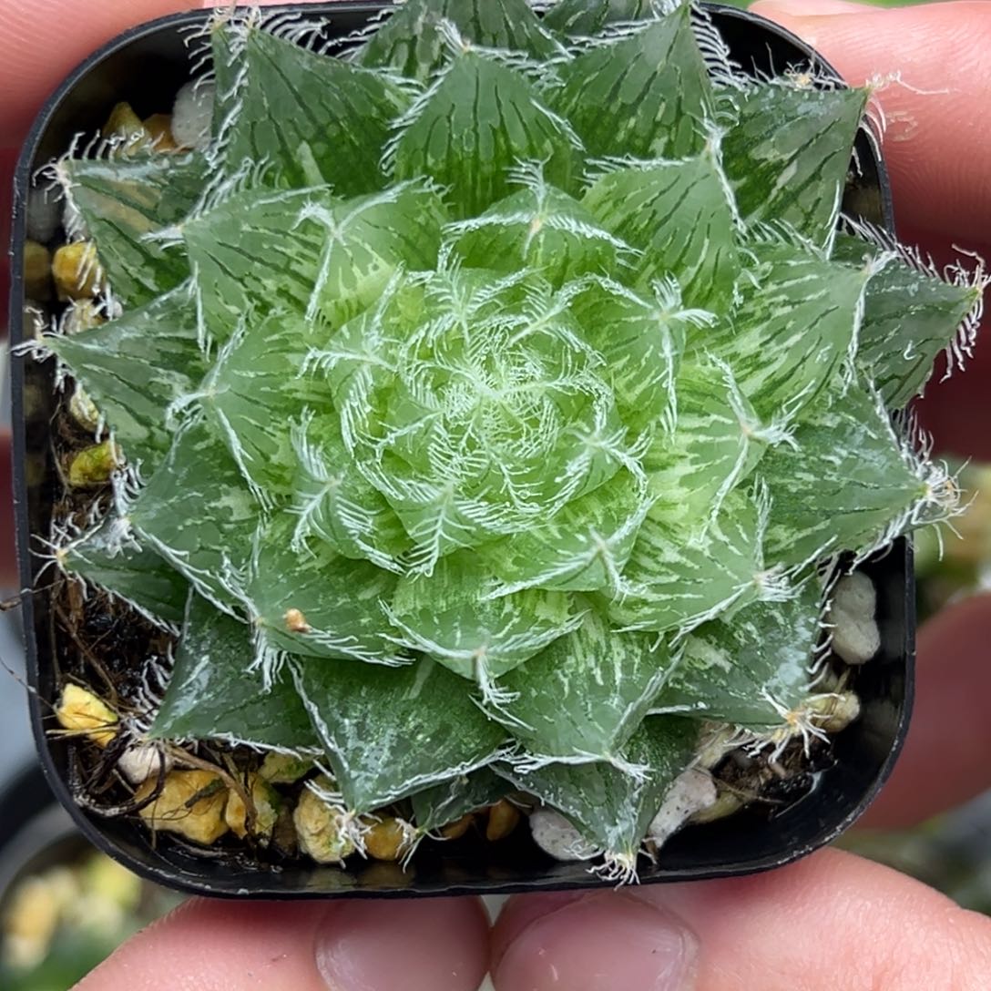 11塞米维娅玉露锦