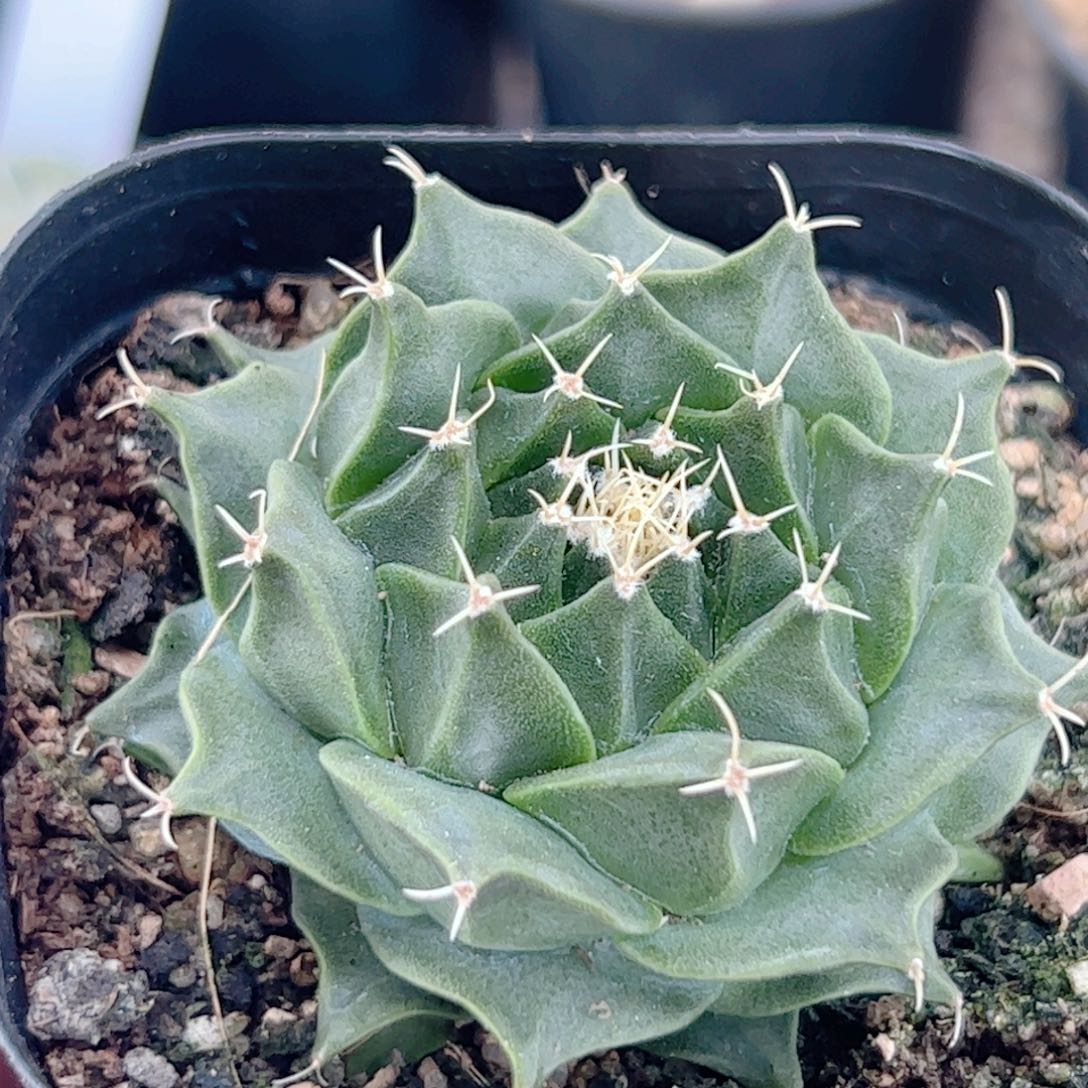 帝冠实生 仙人球