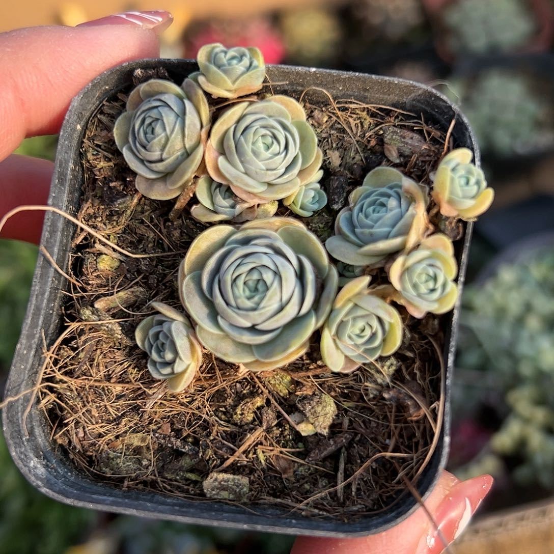 多肉植物子持莲花