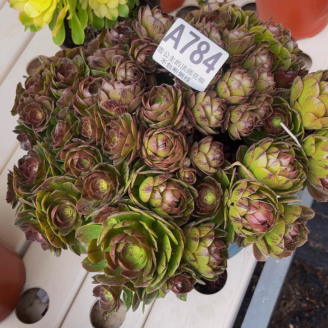 法师法师3–33包邮法师