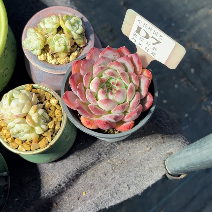 ?****?多肉植物1111111