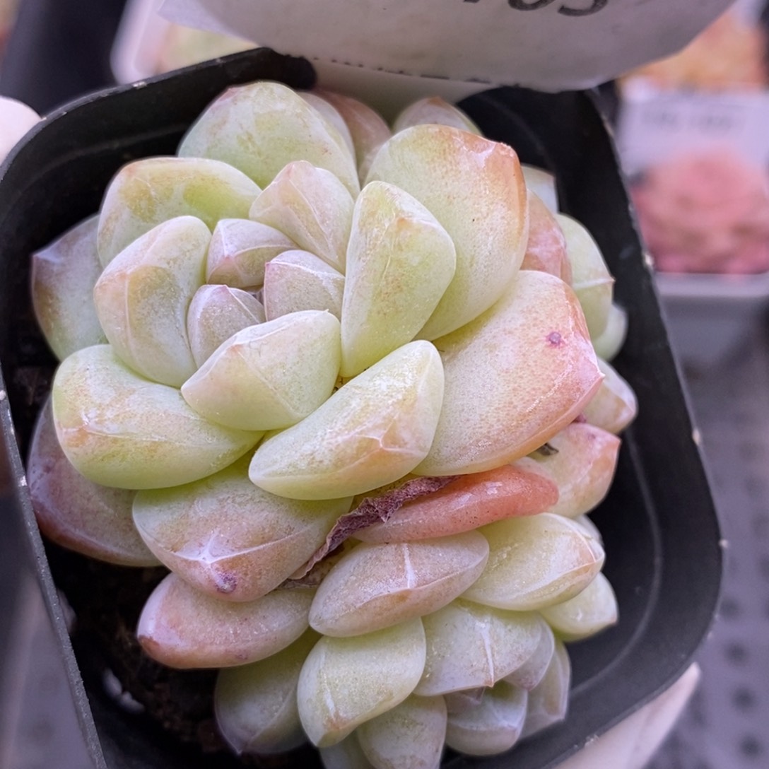 【闪购商品】19-103