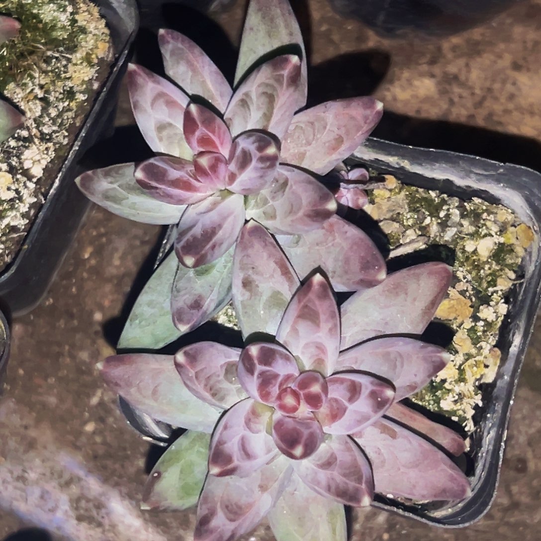 桔云多肉美人精品系列