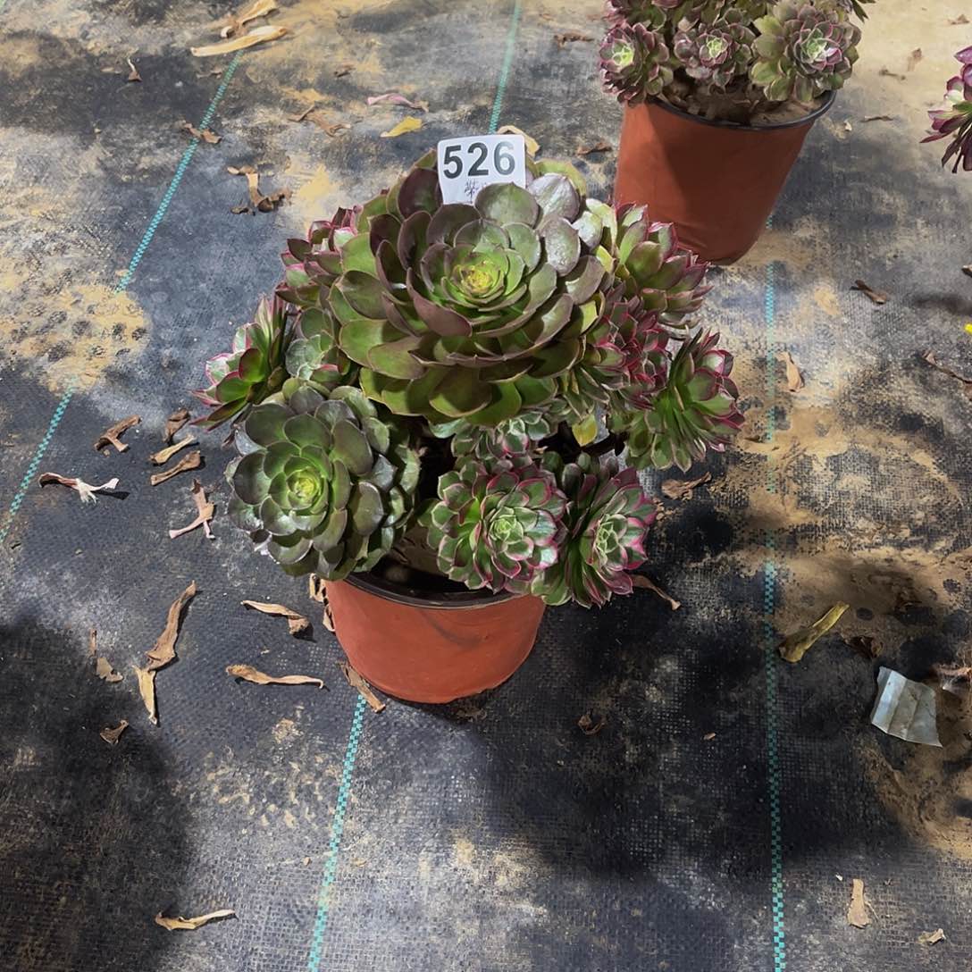 尹***。多肉植物一物一拍526