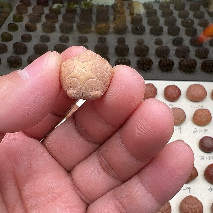 雨***吊坠凤眼菩提五星