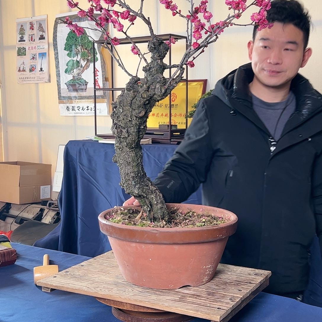 杂木盆景绯梅一物一拍