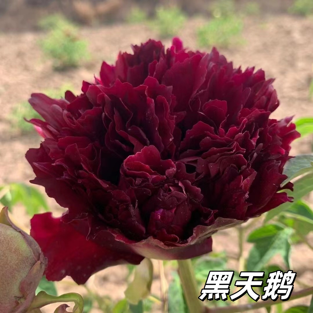 【黑色系】陇右2-5年精品嫁接苗紫斑牡丹抗旱耐寒室外牡丹花树苗