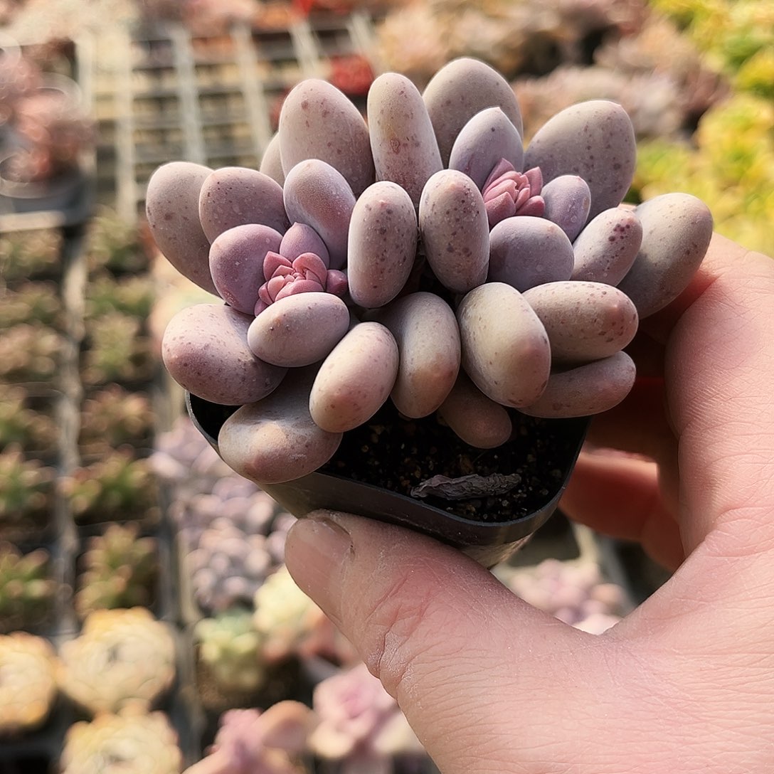 2****路570多肉植物提取萃取剂中添加