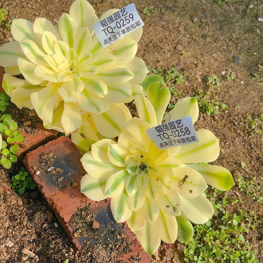 新尼亚多肉植物二号258-259