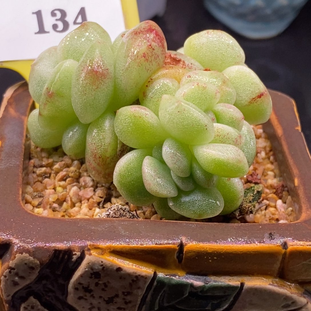 库***北9134冰玉石化朵朵