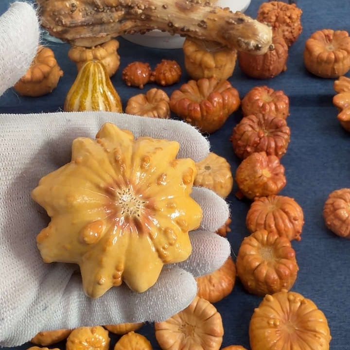 :***·墨西哥七彩疙瘩葫芦