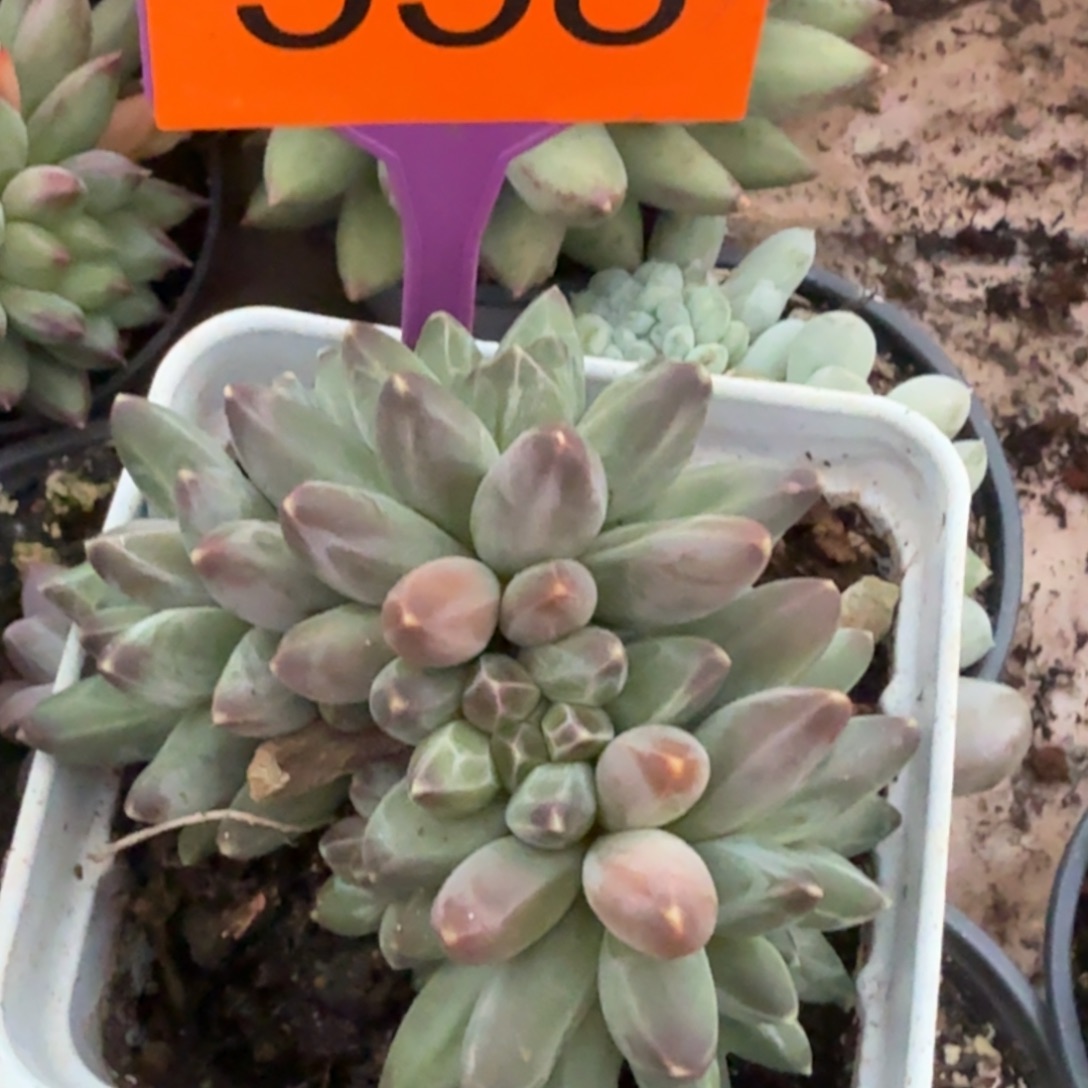 伊卡鲁斯一物一拍558