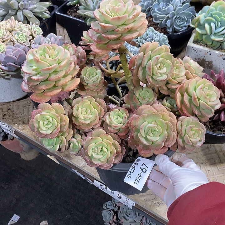 小七夕多肉妮可沙拉玫瑰67