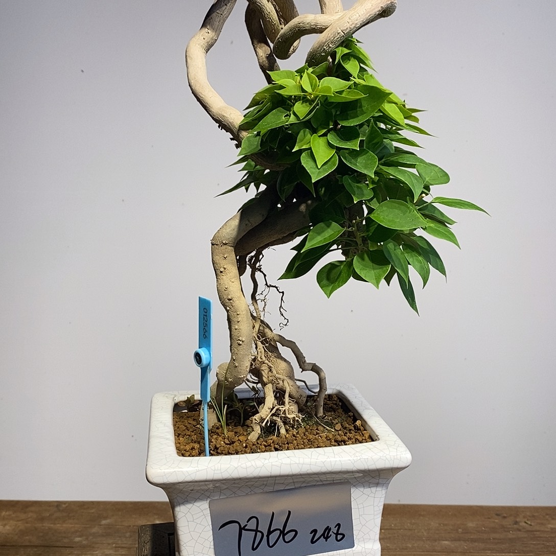 无花朵三角梅高度50厘米左右塔黄