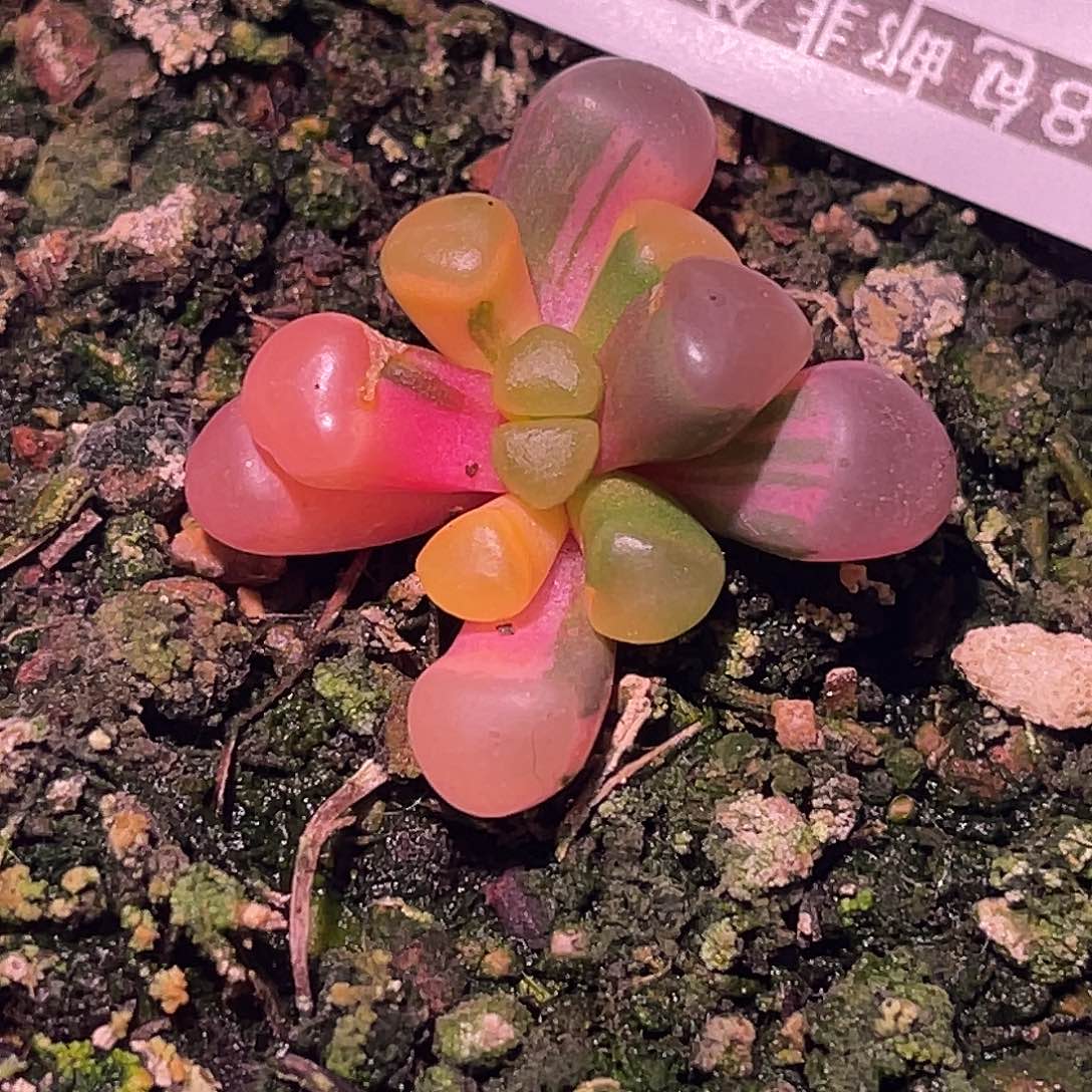 尚品园艺福利锦8509