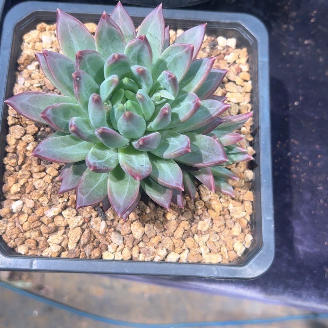 @**哥多肉植物多肉植物