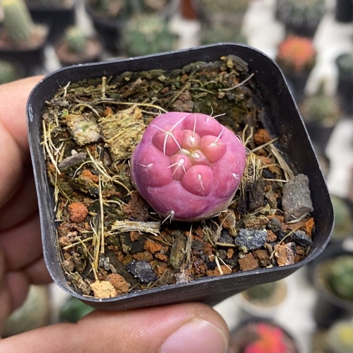 紫皮无刺象牙特价福利5