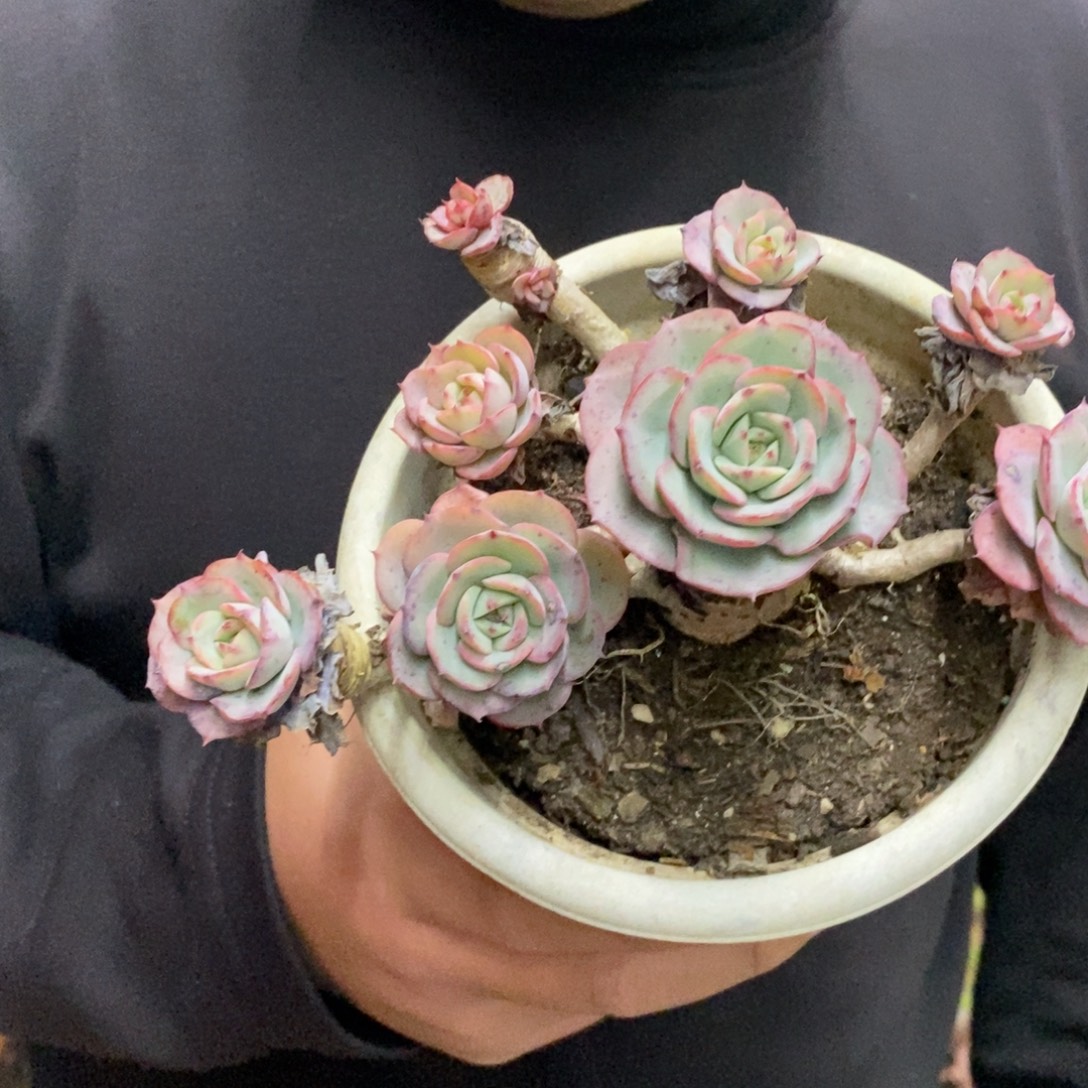 奶油黄桃多头群生老桩