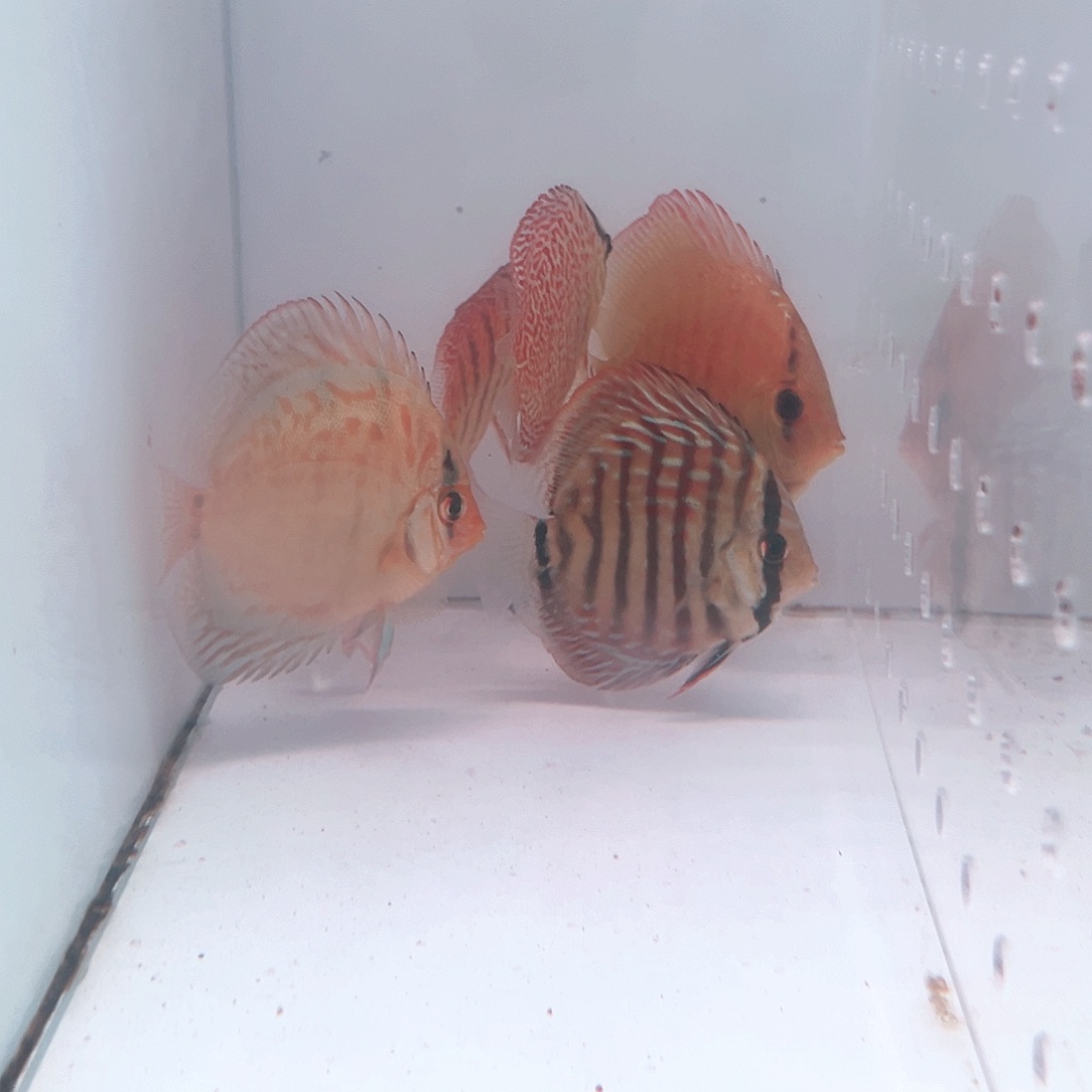 海水鱼雪豹松石老虎狗十四栋九栋十二栋