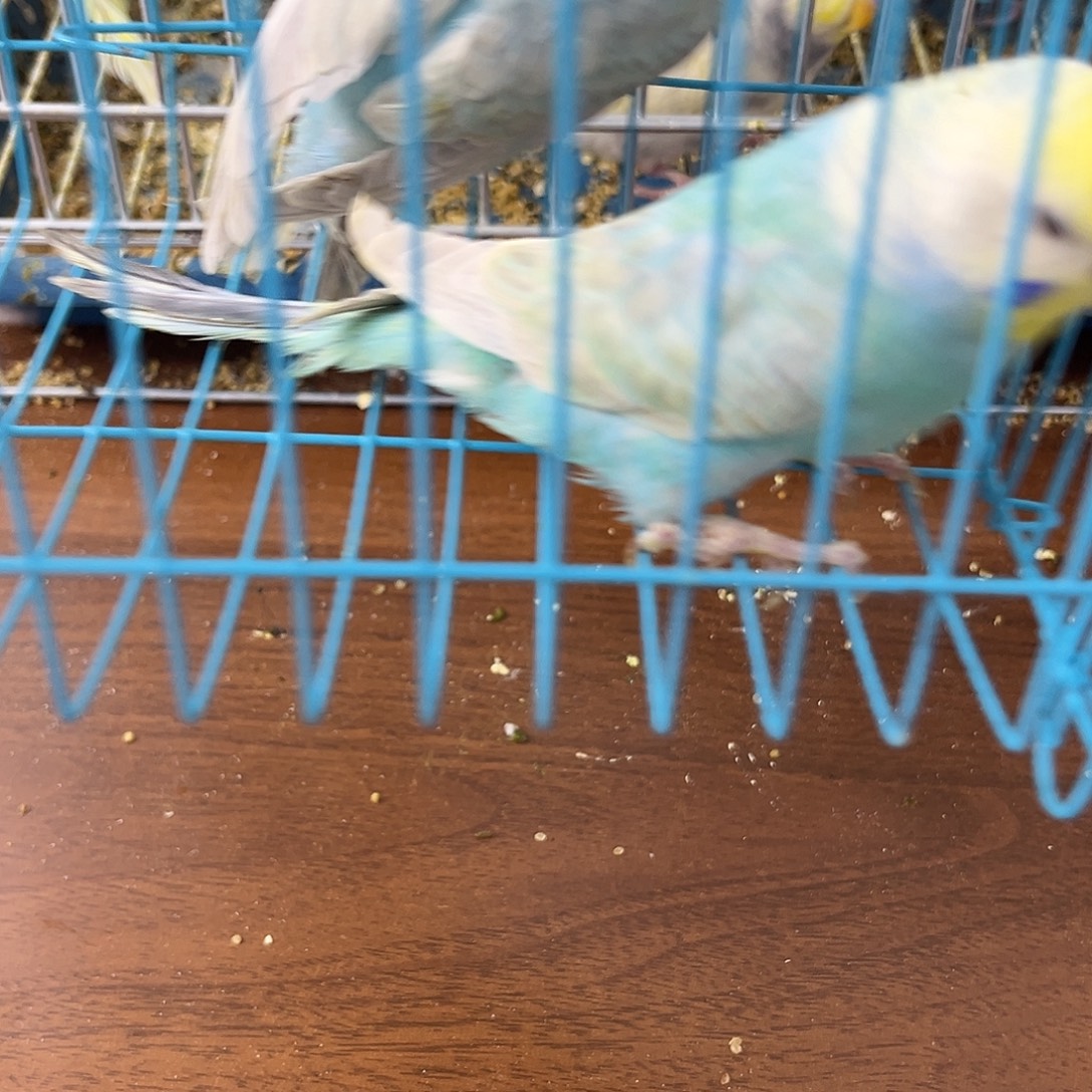 虎皮鹦鹉金彩鹦鹉