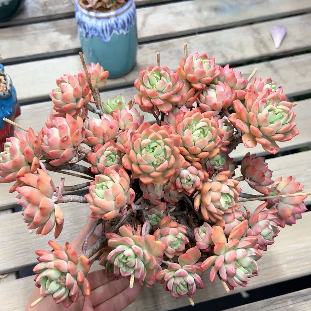 马库斯38 零零多肉植物