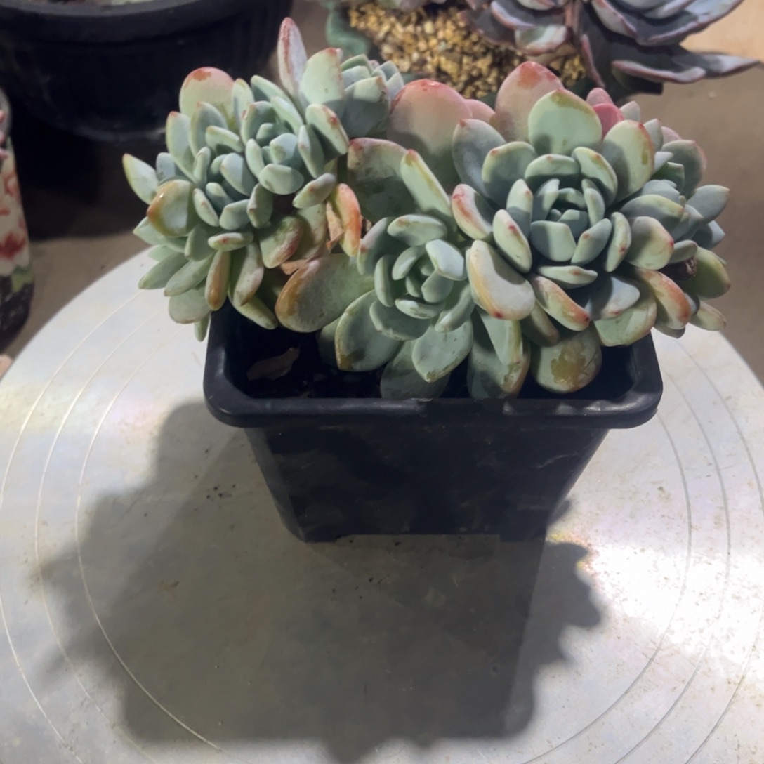 云***。风轻了的冷香树号