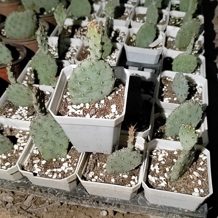 潮流植物小丽塔仙人掌一颗