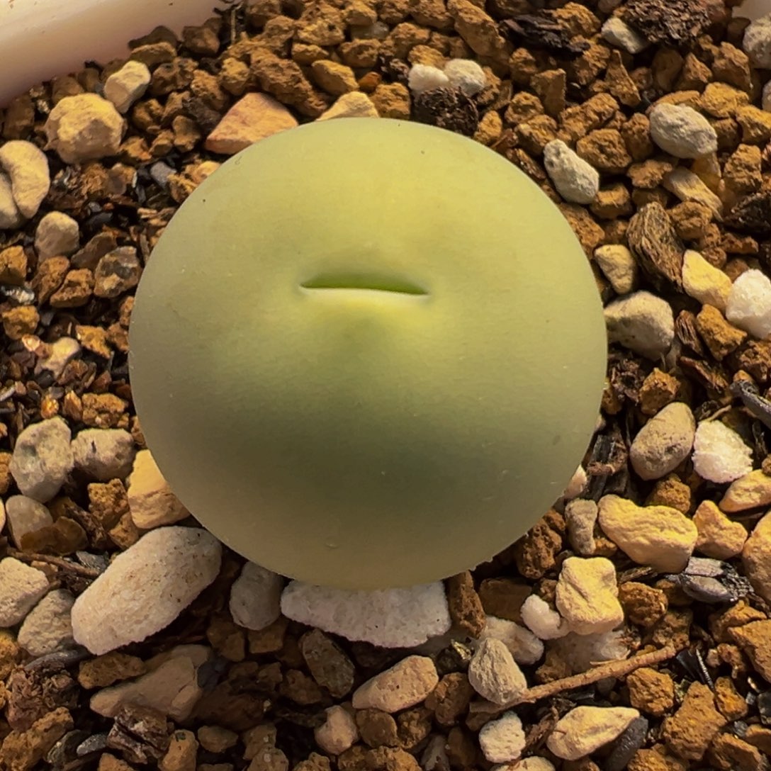 652多肉植物种类多样