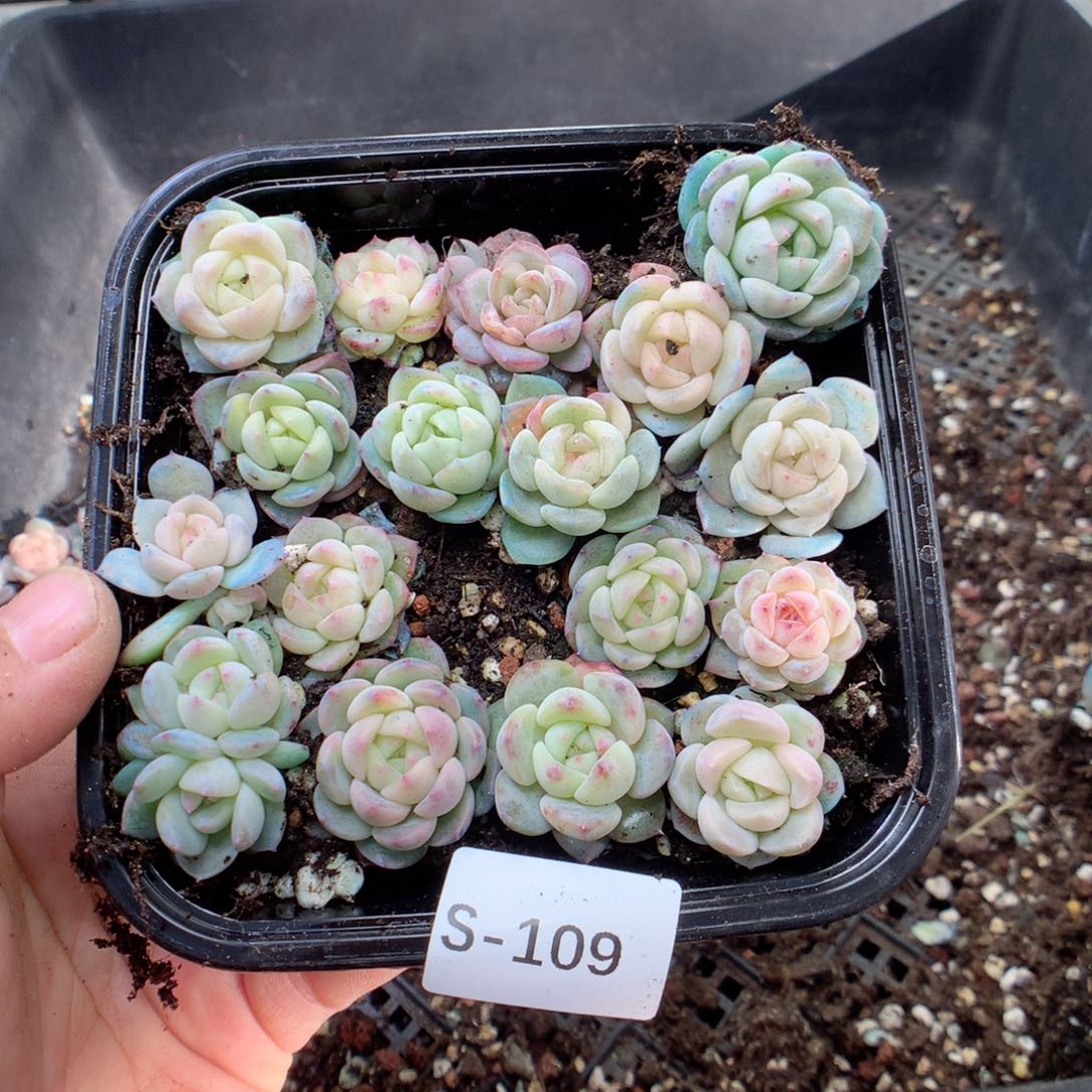 无花朵S109英语英语
