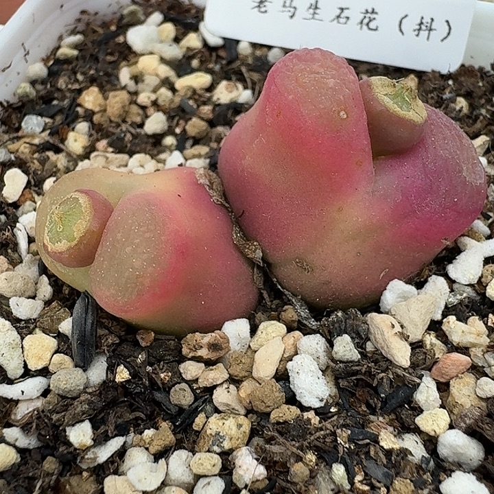 老马生石花双头毛2508